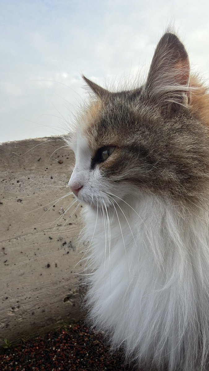 Berivan Ak tweet media