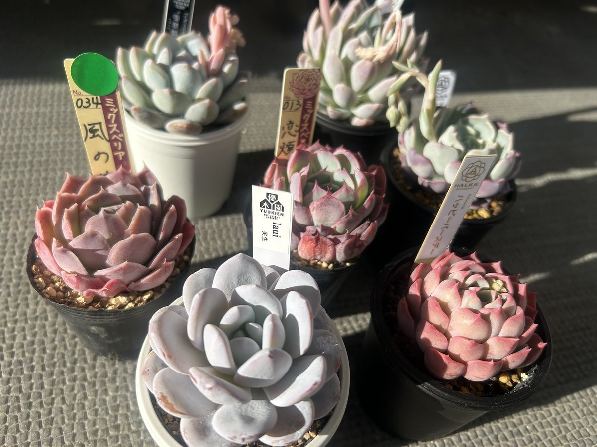 つばち。@多肉植物 tweet media