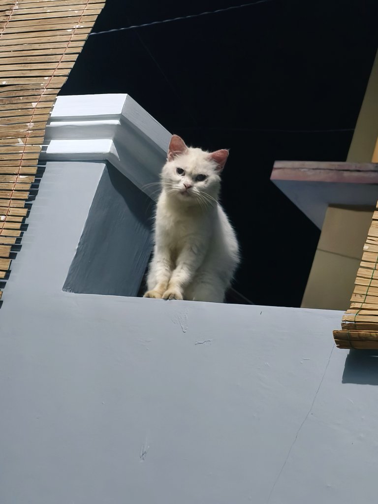 RaraLand || #EtoileNaissante tweet media