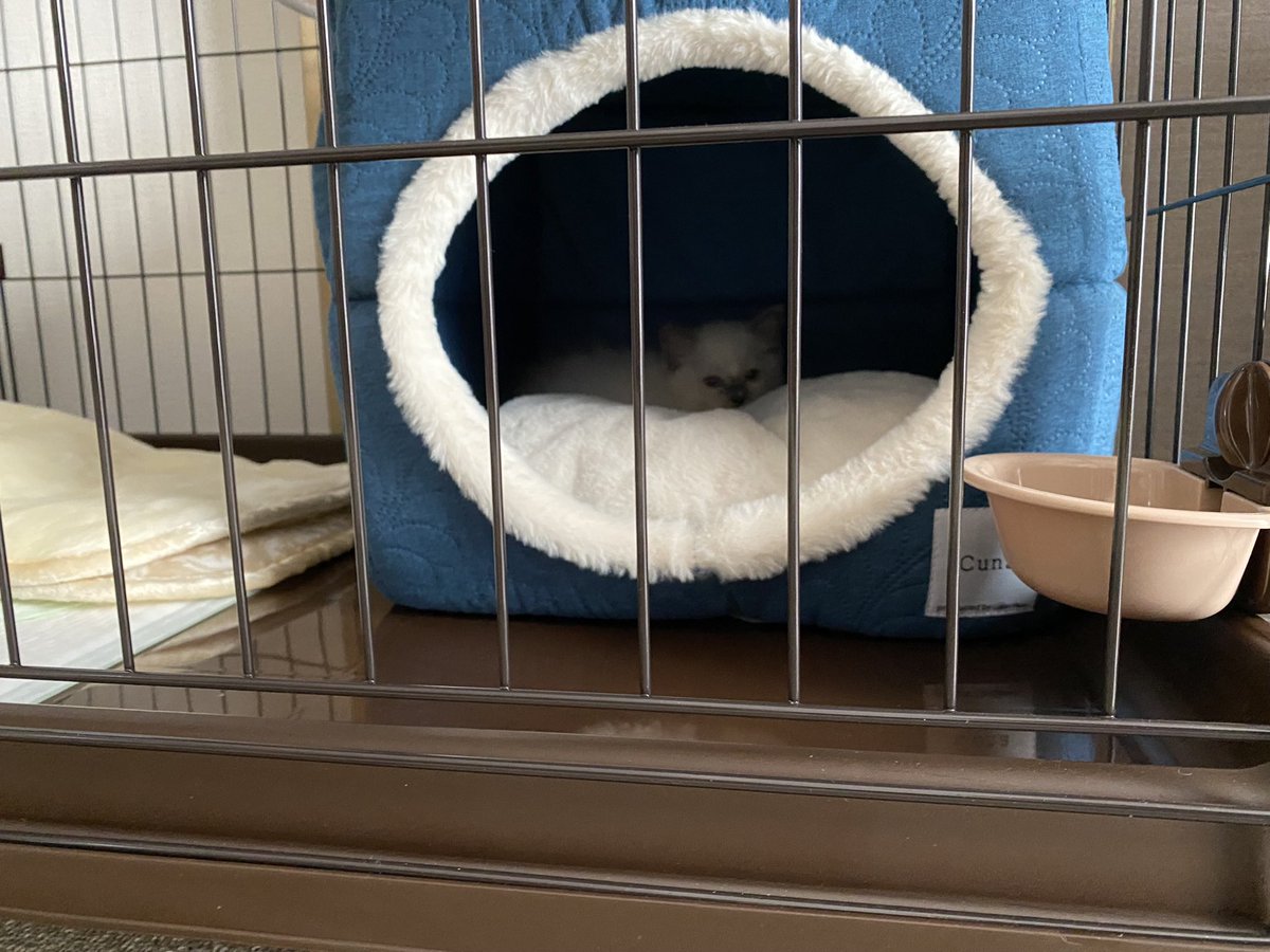 カビ【ラグドール】 tweet media