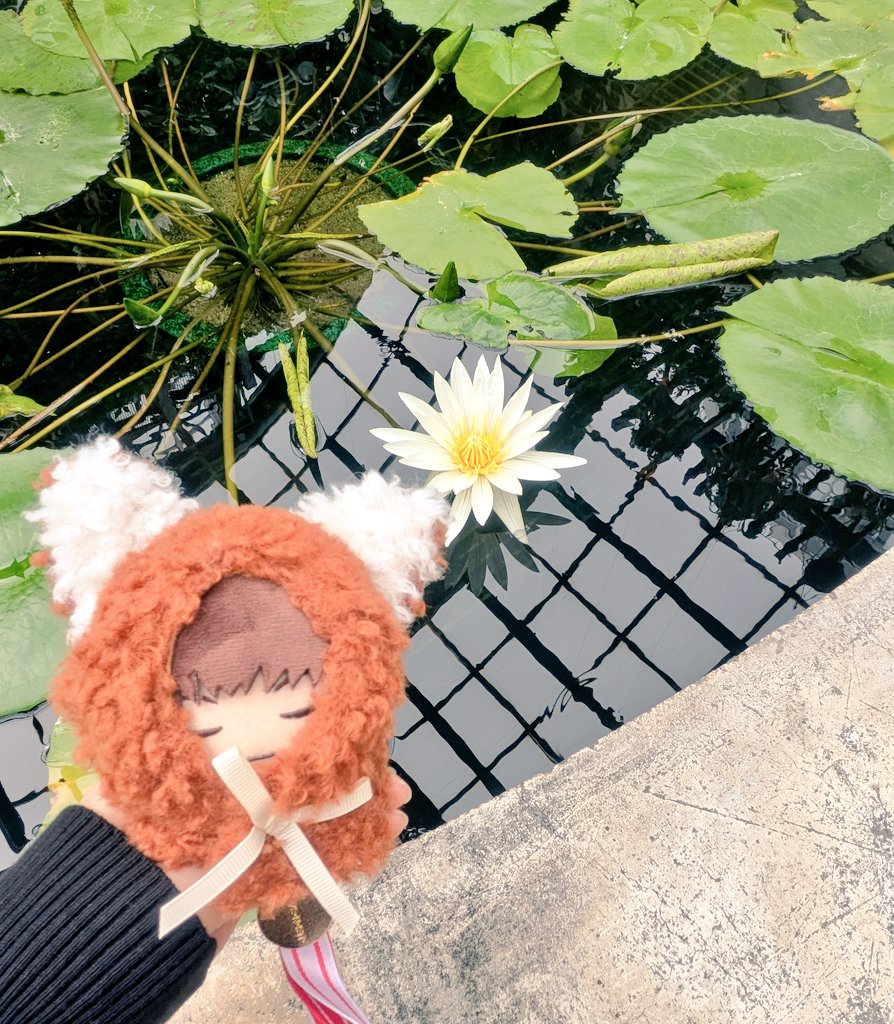 THE7sufir's tweet photo. ちぇんさんと🌸🐰🐱🙈🐑 https://t.co/Y2joO45yaw