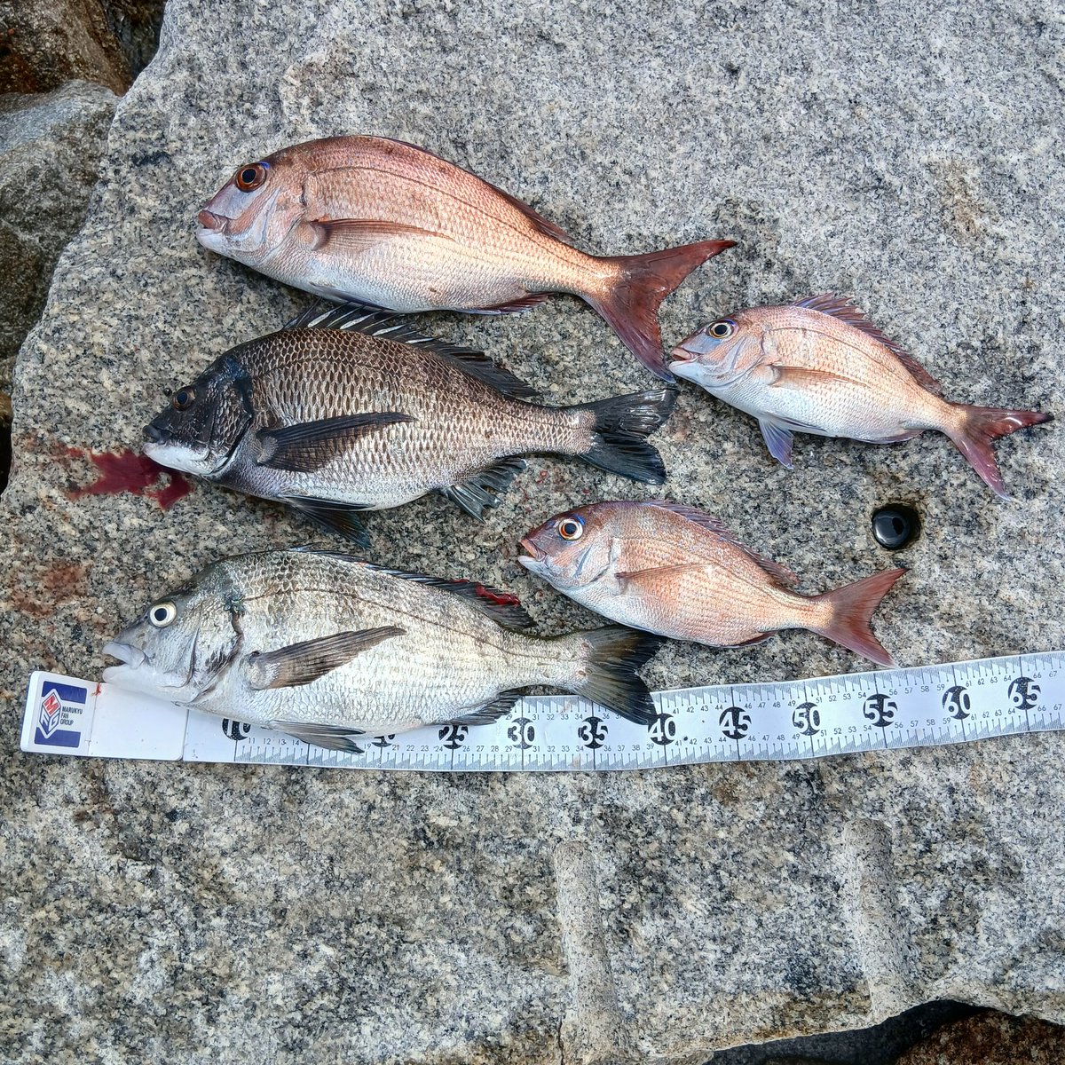 takehiro_miki's tweet photo. 今日は午前中だけファミリーで与島の東の石切に行ってきました🪣🎣

#フカセ釣り
#マダイ
#チヌ
#与島釣り
#ファミリーフィッシング https://t.co/CPNwHvMJ0U