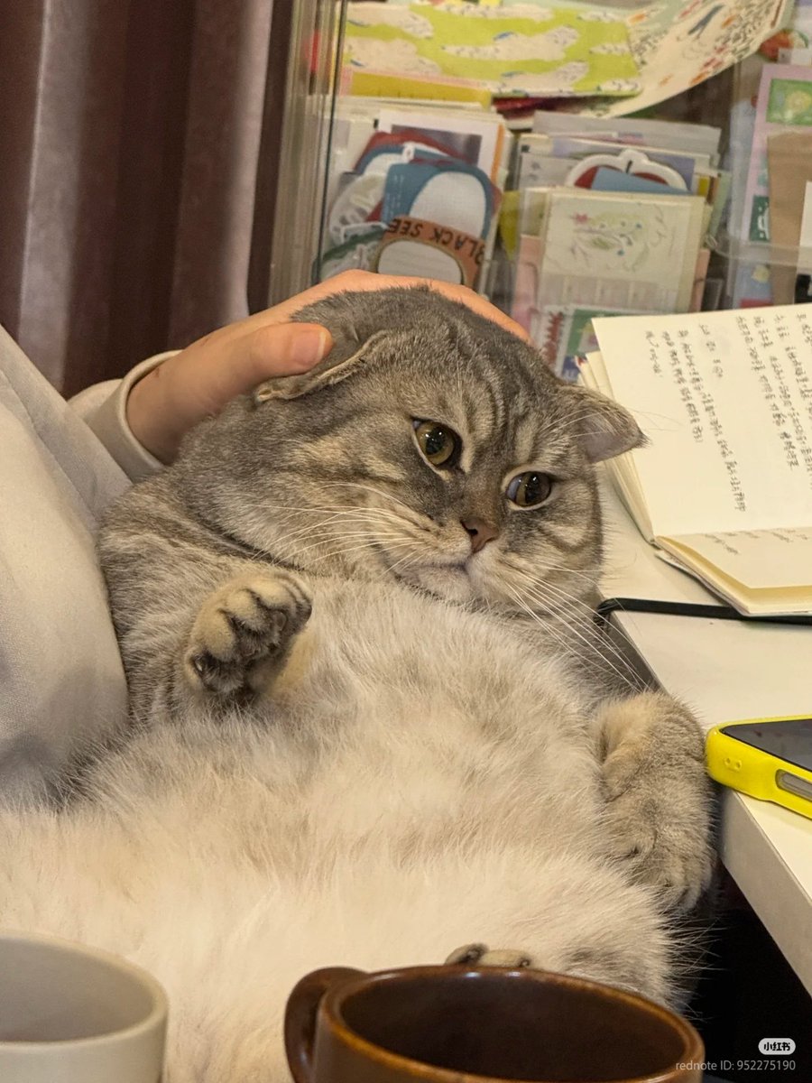 No Context Cats tweet media