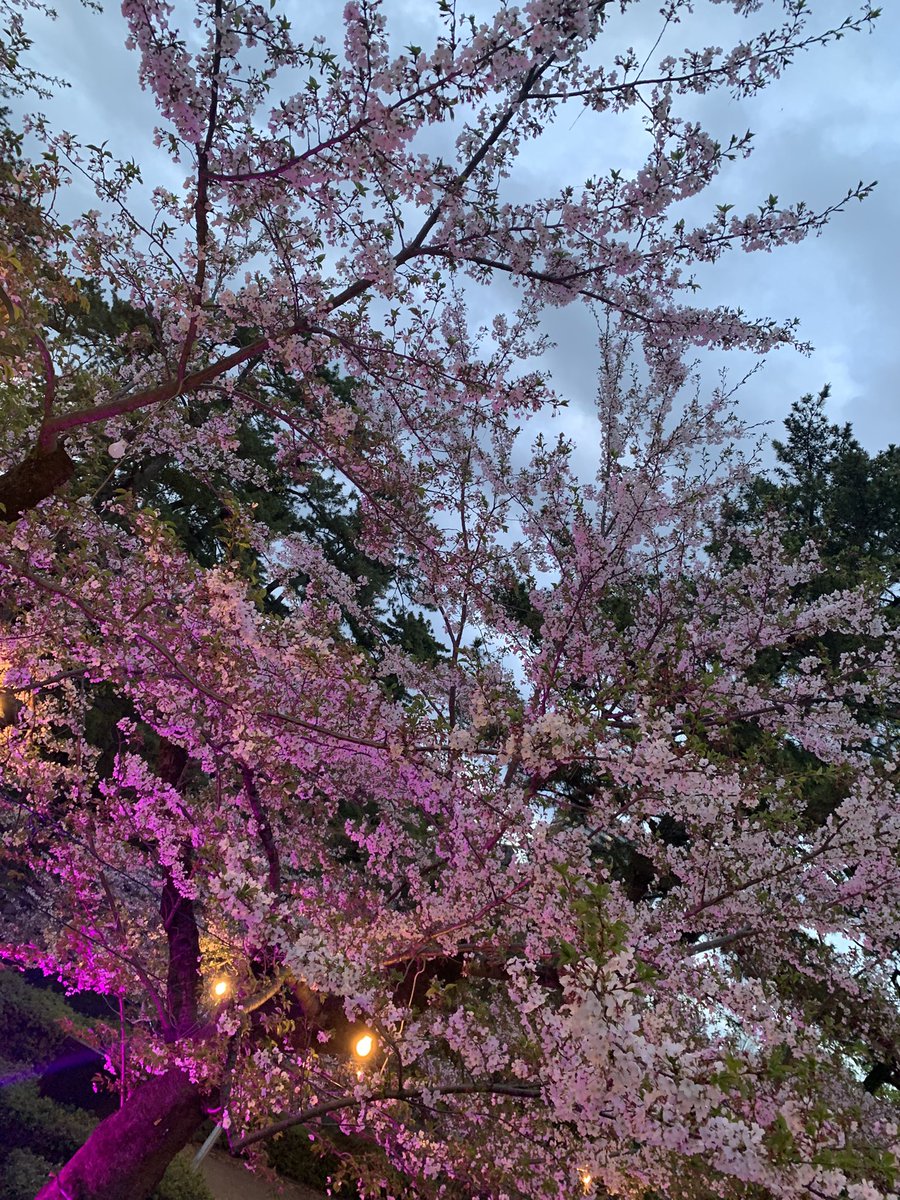 はるみに@D垢 tweet media