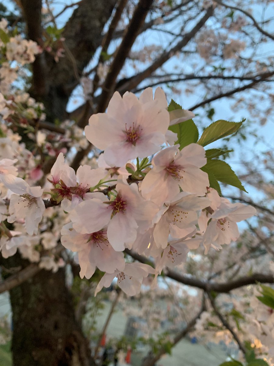 はるみに@D垢 tweet media