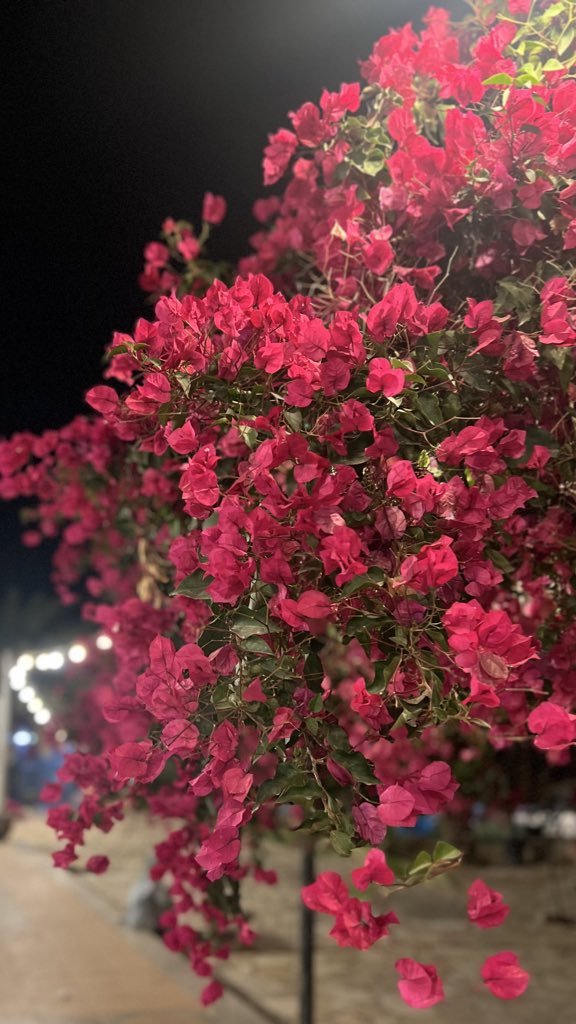 منال العتيبي 🕊 tweet media