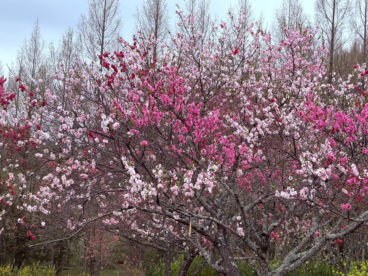 チワワのりんちゃん🎀のんちゃん tweet media