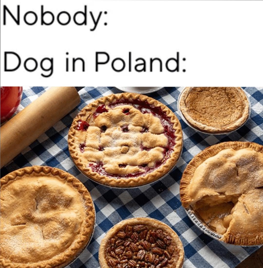 donald.pl tweet media