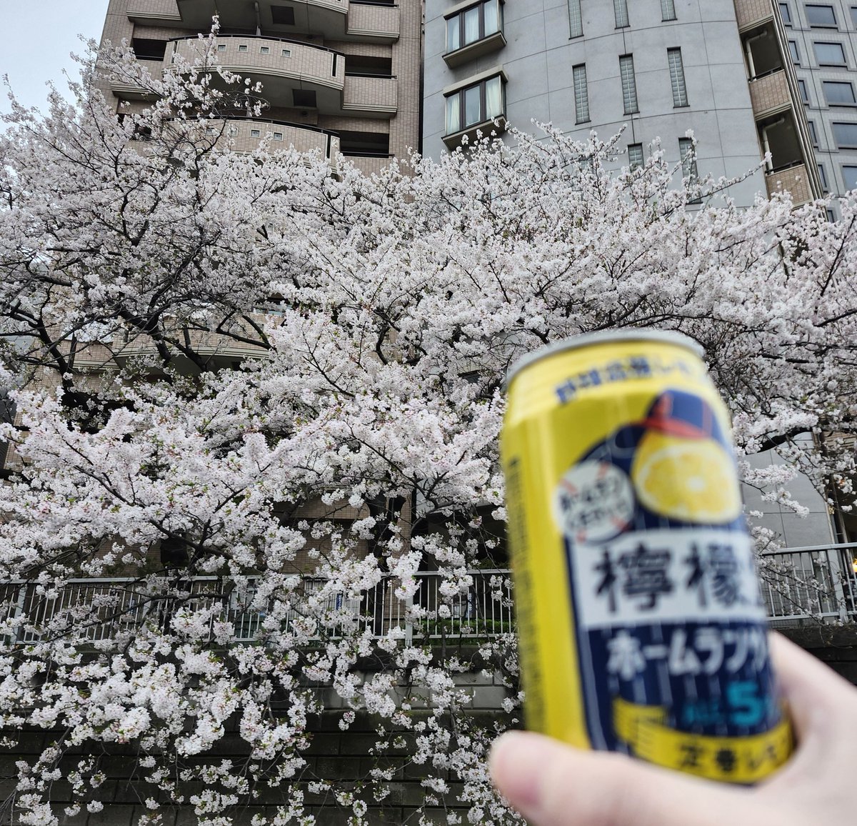 フライドレモン tweet media