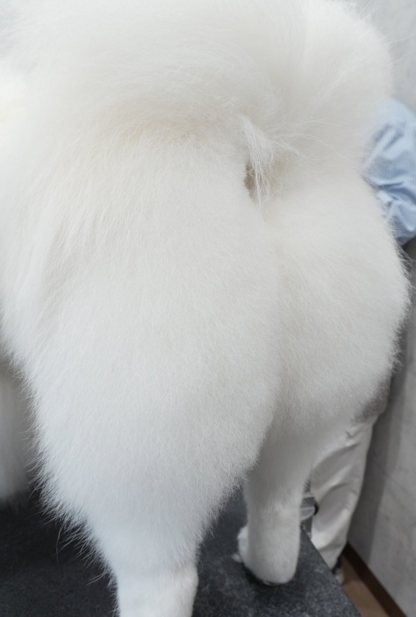 ダッツファミリーCh. tweet media