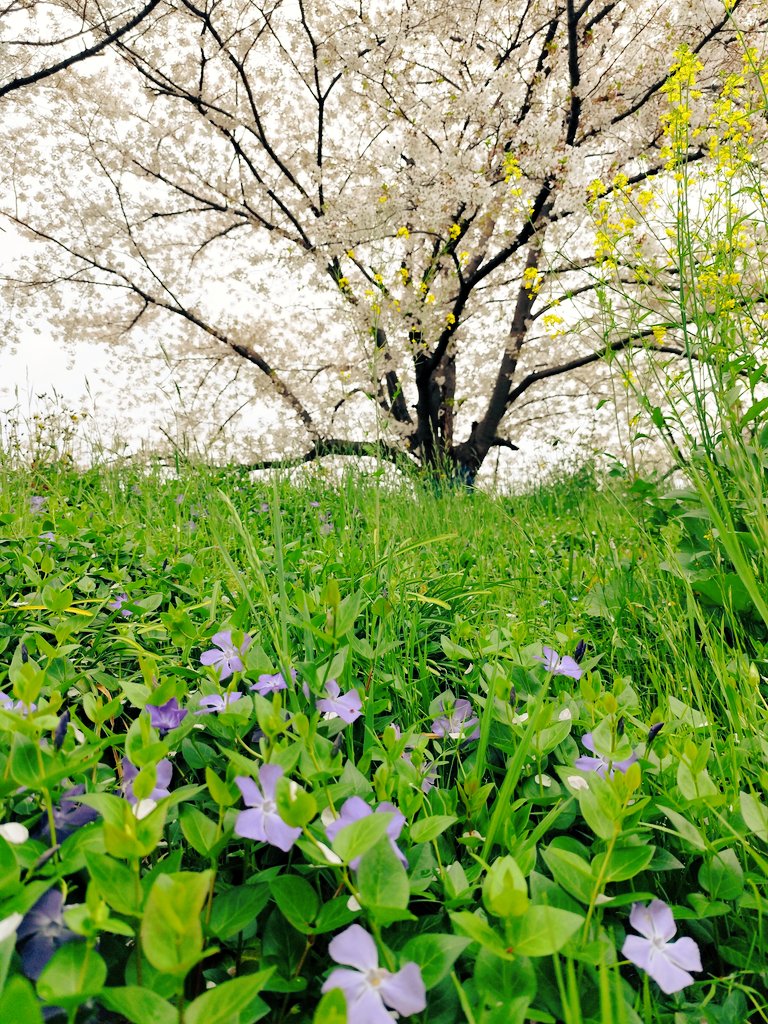 az1Sai's tweet photo. 先週日曜日に結構咲いてたから心配してたけど、反対側は今日が見頃でした！
1枚目は晴れの桜（先週）
2枚目は曇りの桜（今日） https://t.co/eKWV7LcfTT