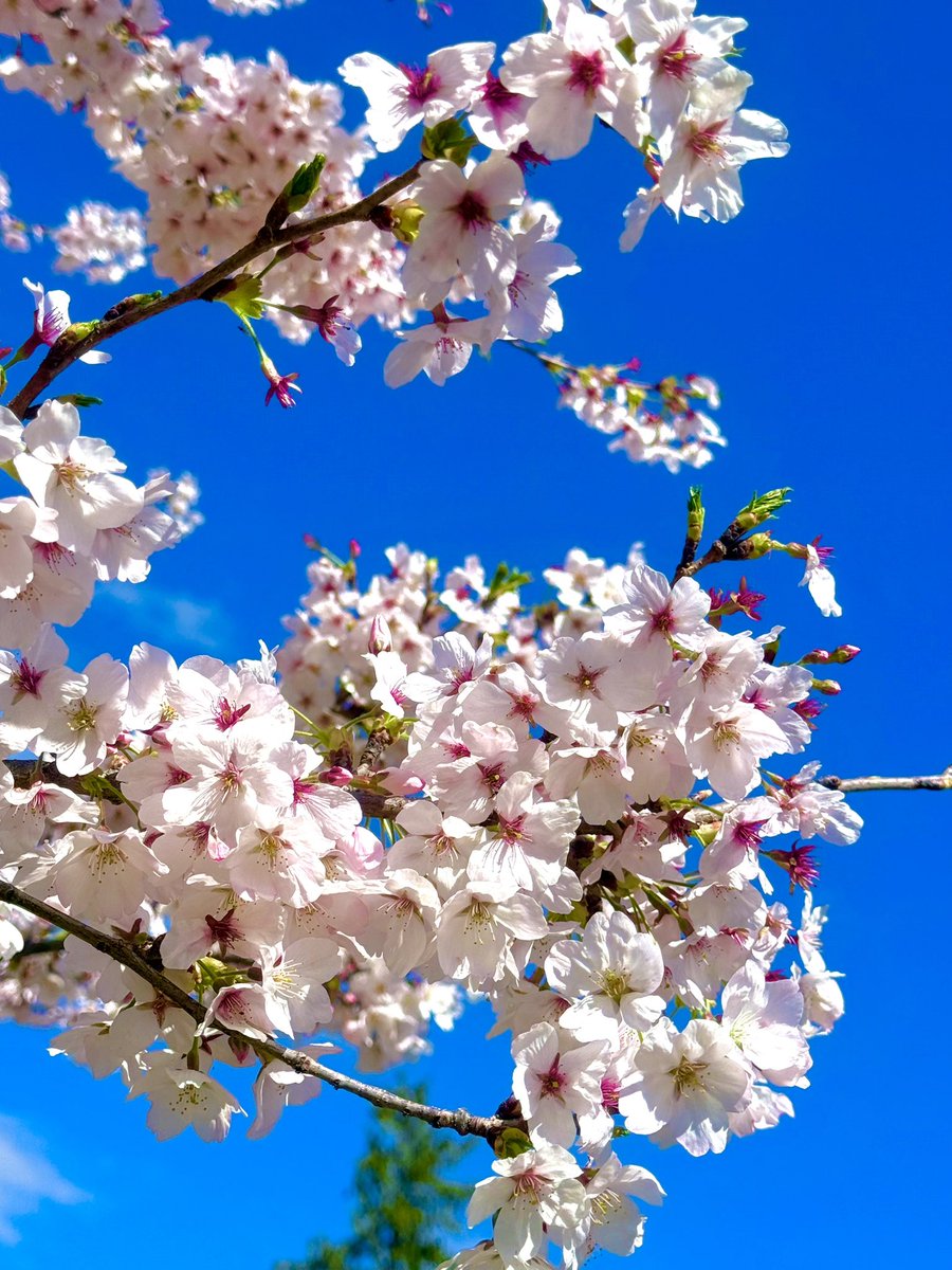 new 日向キルア tweet media