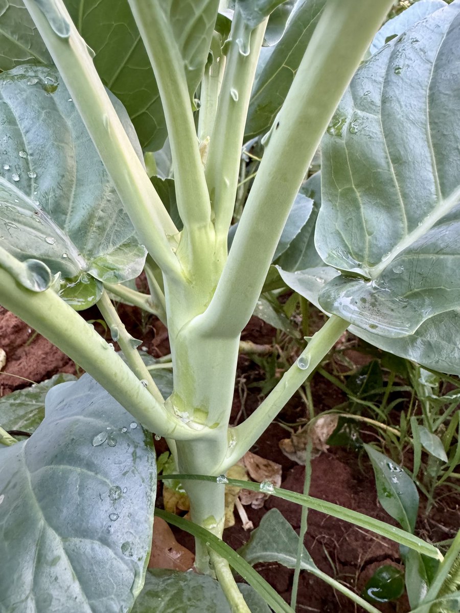 Ubecursed tweet media