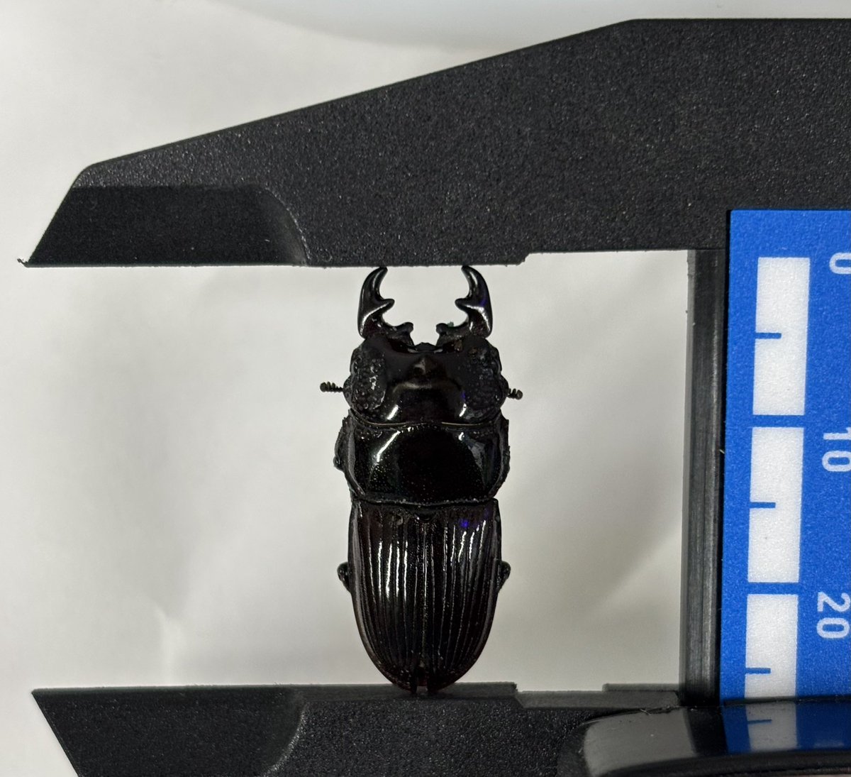 ルングシオルムネブト
Aegus rungsiorum
カッコよすぎる個体がいた
1年サイクルなのがなぁ、🙃