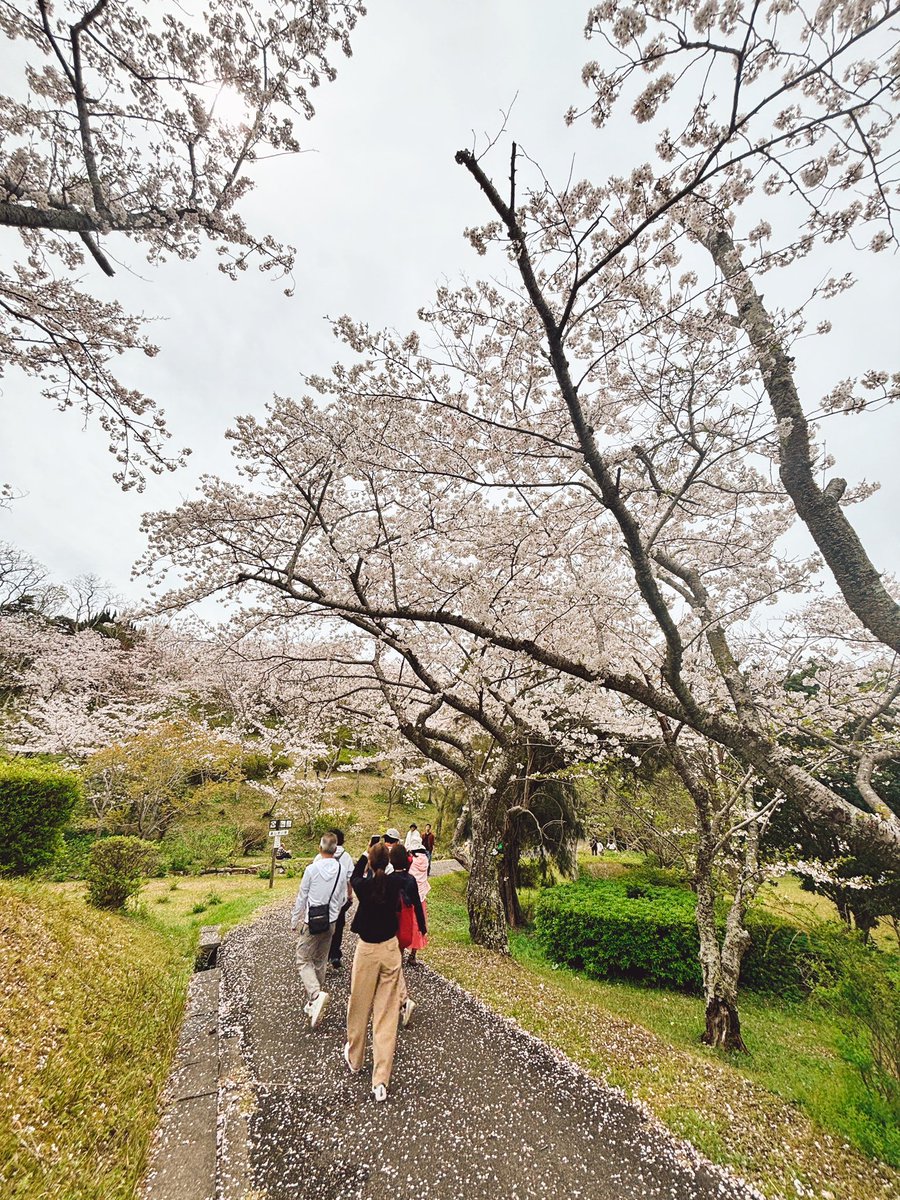 asbrides's tweet photo. 今年は平草原の桜を愛でてまいりました🌸
散る様まで美しい…
私もそうでありたいと思う。

#桜
#白浜平草原 https://t.co/Zeaay4FSXm