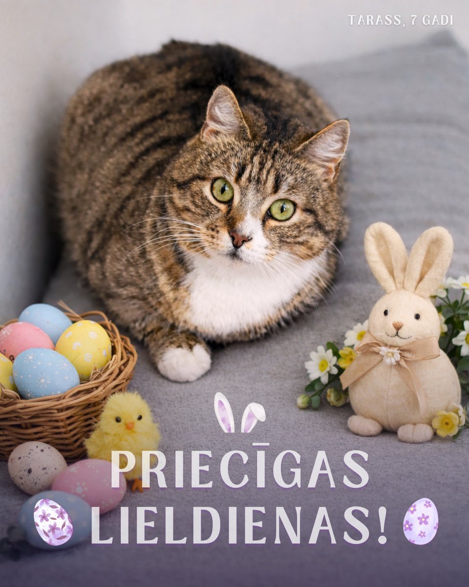 Priecīgas un saulainas Lieldienas! 🐣

🌞 Lieldienas ir atdzimšanas, ticības, brīnumu un jaunu sākumu laiks!

♥️ Mēs “Remi” redzam šos brīnumus, kaķus, kuri atgūst spēkus, ticību pasaulei, vēlmi dzīvot. Un tas viss ir iespējams tāpēc, ka mēs neesam vieni, ka mūsu ir daudz!

🙏