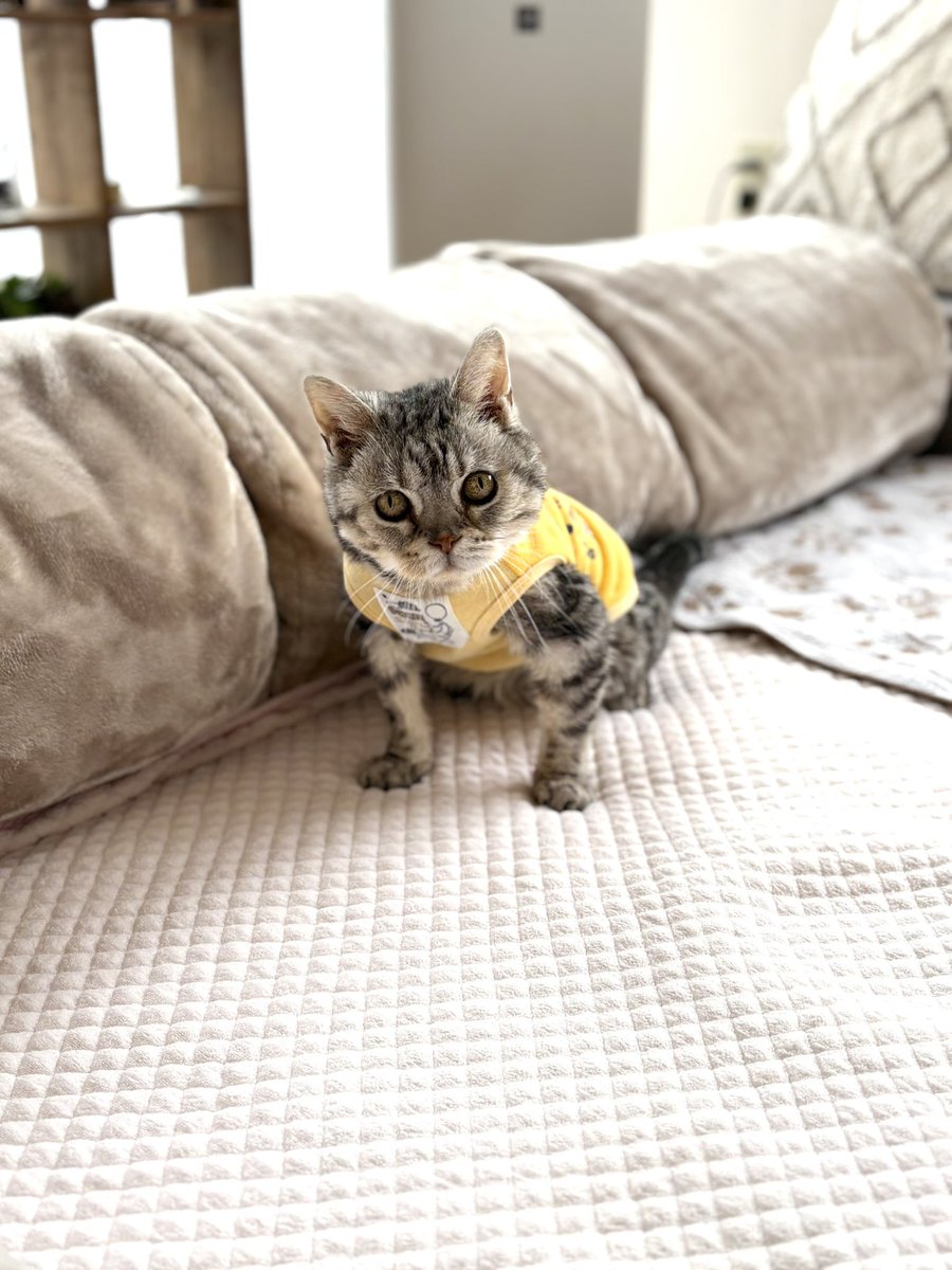 どんぐり tweet media