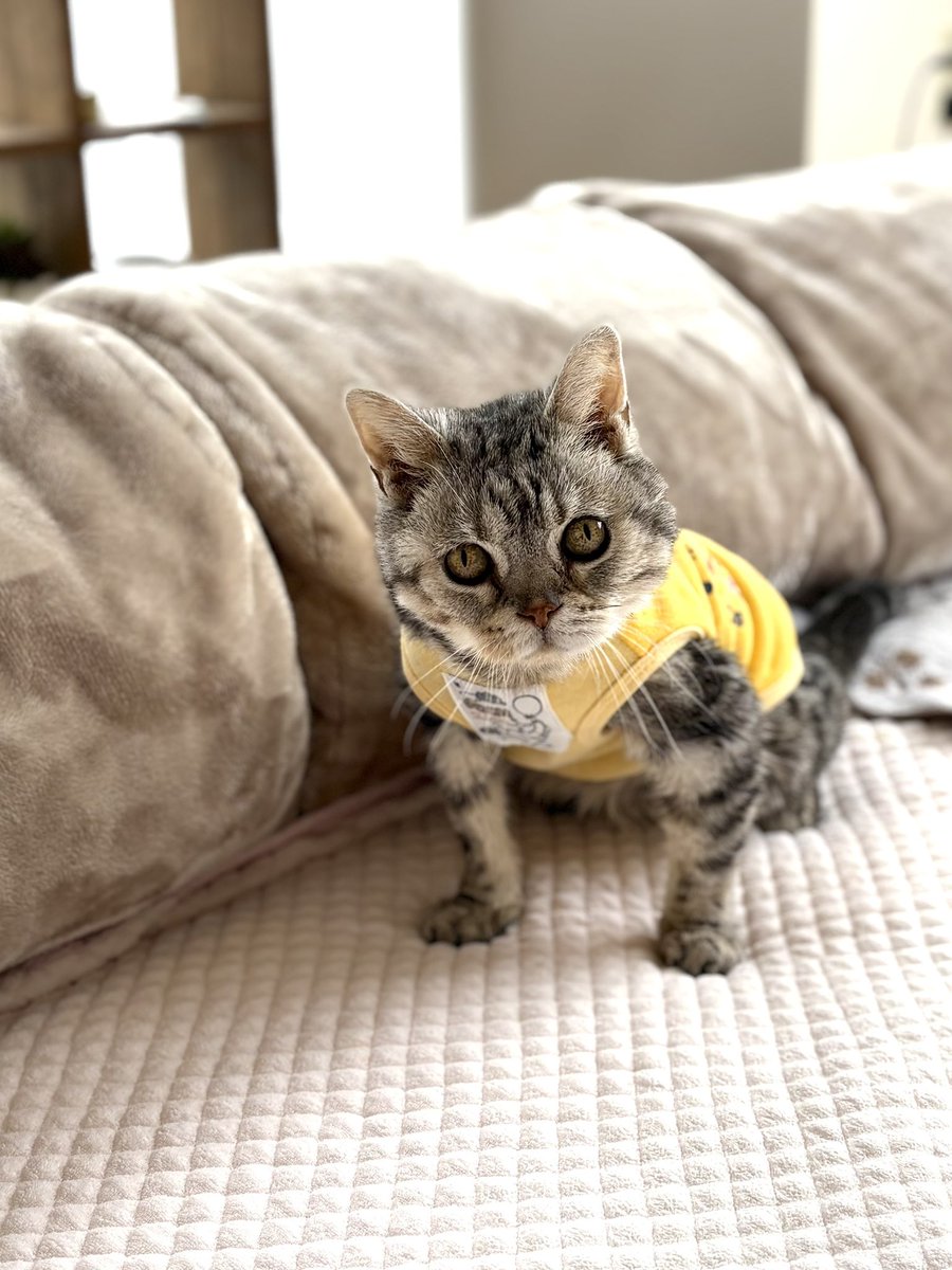 どんぐり tweet media