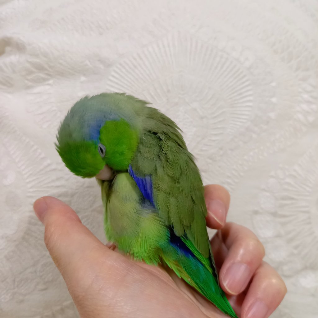 haruko🌳🌷 tweet media