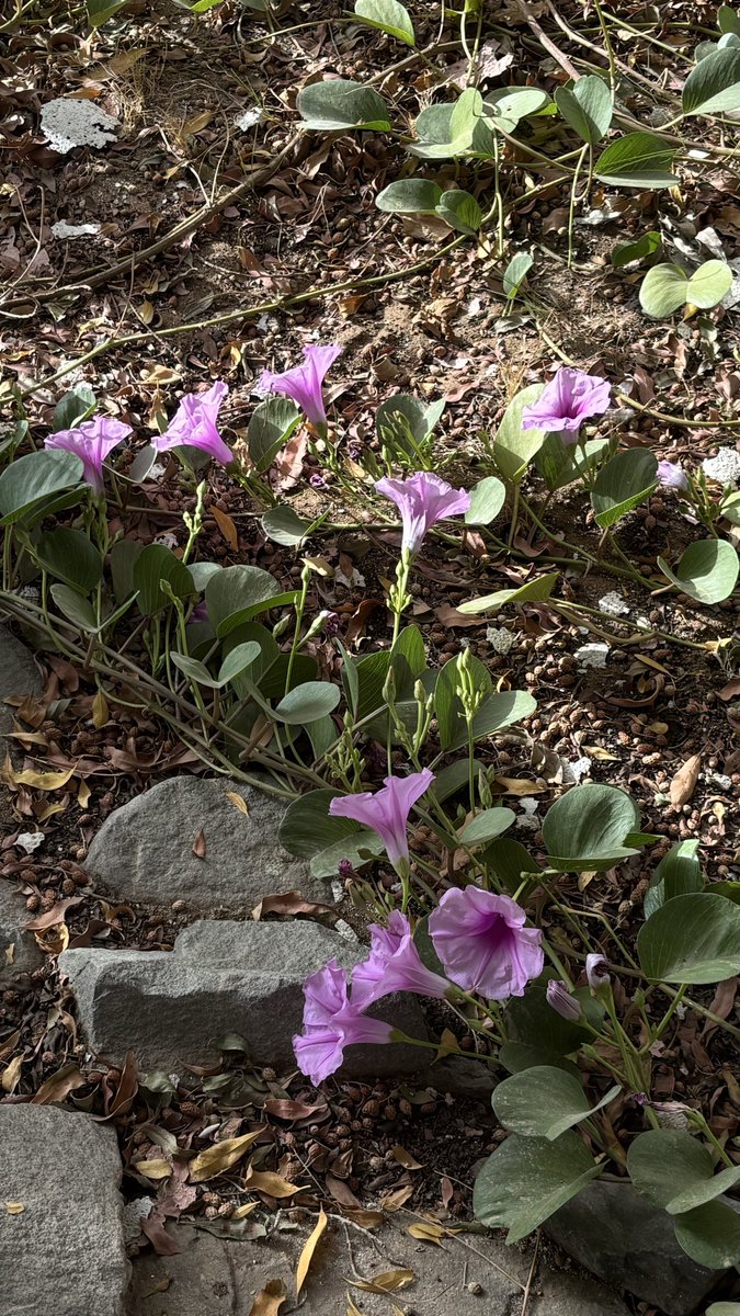 WHATEVER tweet media