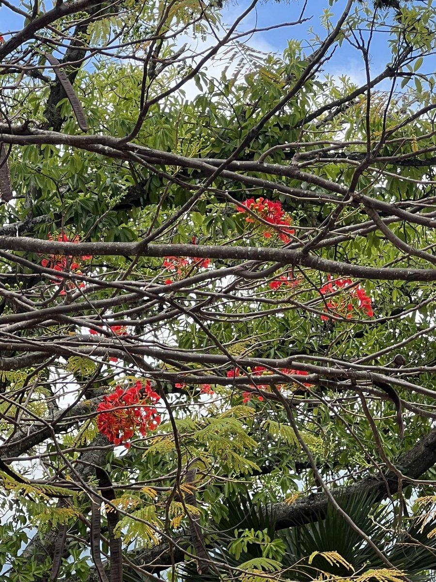 Gaby Arocha tweet media