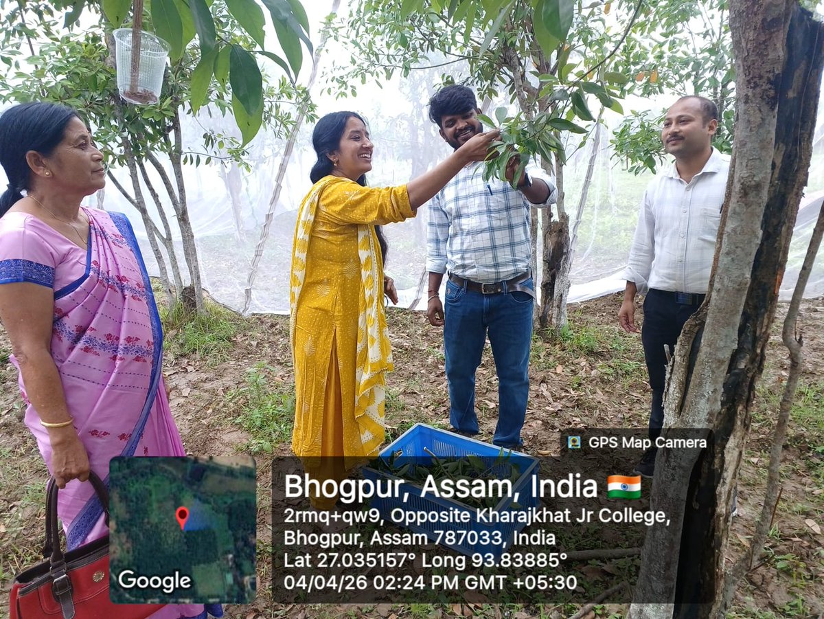 MssoSilk's tweet photo. On 05.04.2026, Dr. Lalitha Natarajan, Scientist-D, CSB–MESSO, EBSF Topatoli, visited P3 Muga Seed Farm, Narayanpur and carried out dead stock verification. She also witnessed brushing of Muga silkworms on Som plants and reviewed ongoing seed production activities with farm staff. 🌿
@LalithaNM2010 @AnilKumarST2
@IfsSivakumar
@csbmot @TexMinIndia @PIBTextiles