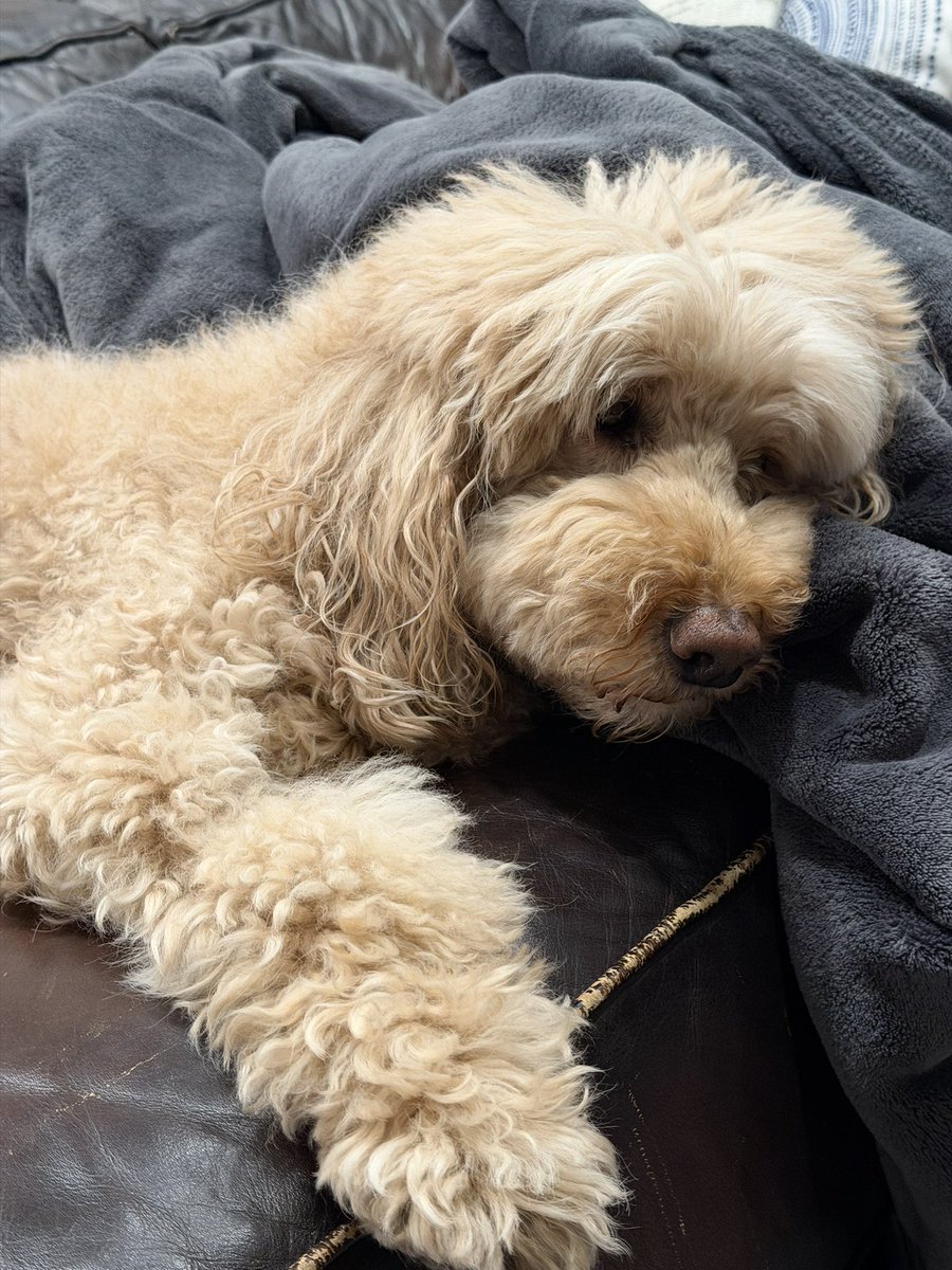 TCKyriakides's tweet photo. That kind of day…
#dogsofBethany https://t.co/5cQtjymac2