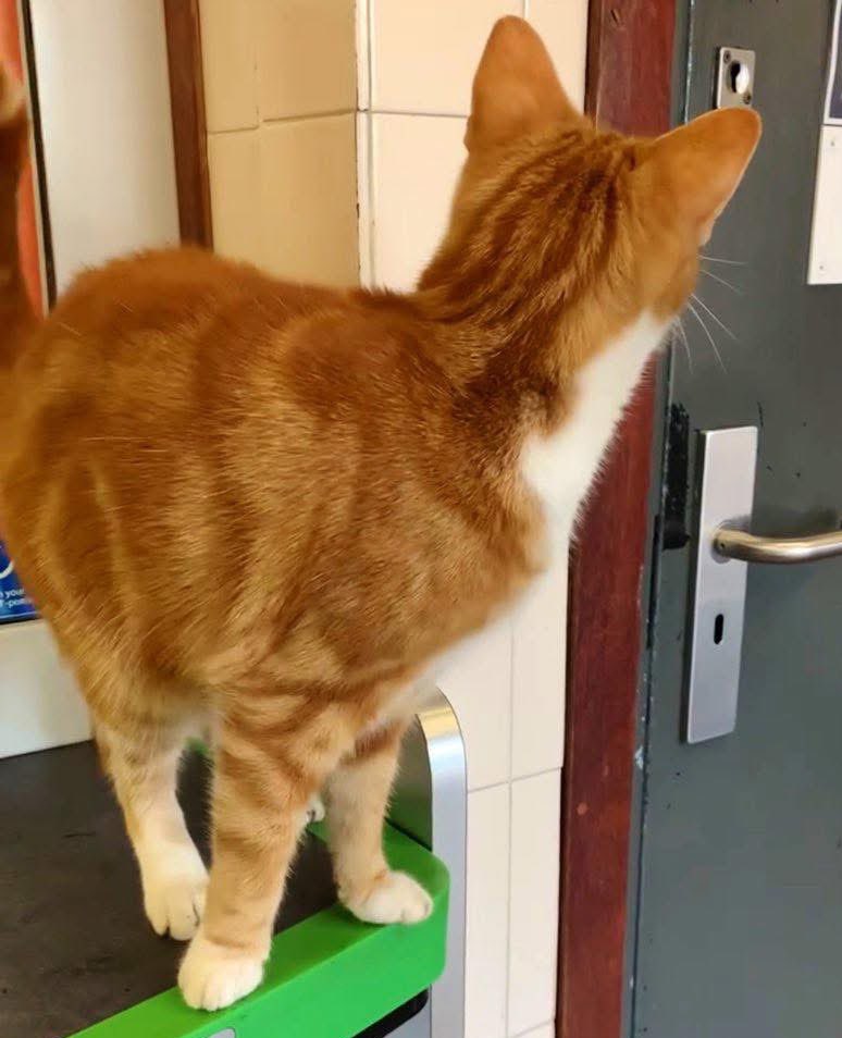 George The Stourbridge Junction Station Cat tweet media