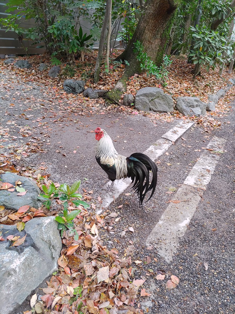 しおん tweet media