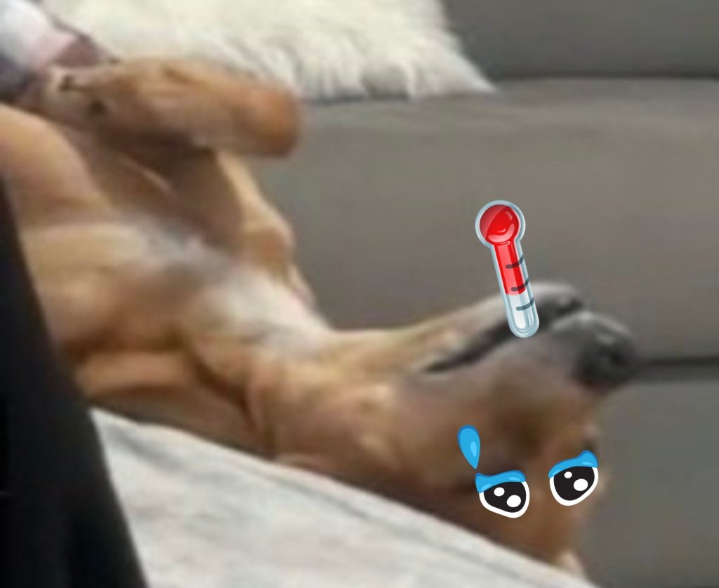 alepaga6's tweet image. Raga nuova foto profilo.
Mi è venuta la varicellAhNo
#zelena 🐕