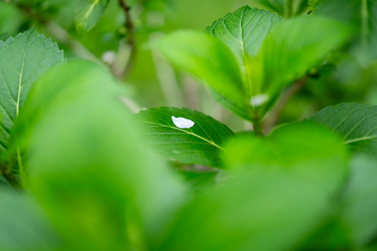 ものて tweet media