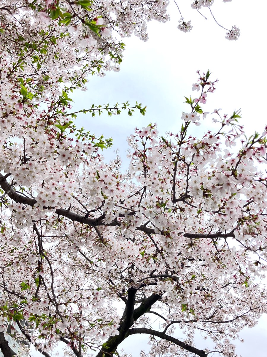asakusacentral's tweet photo. こんばんは。浅草セントラルホテルです。
隅田公園では多くの桜が見ごろを迎え、春を感じる季節になりました。暖かくなってきましたが、寒暖定まらぬ時期ですので体調管理には気をつけて参りましょう。
＃浅草 ＃浅草セントラルホテル ＃桜 ＃桜まつり ＃隅田公園 ＃春 https://t.co/AKiLWQJiyd