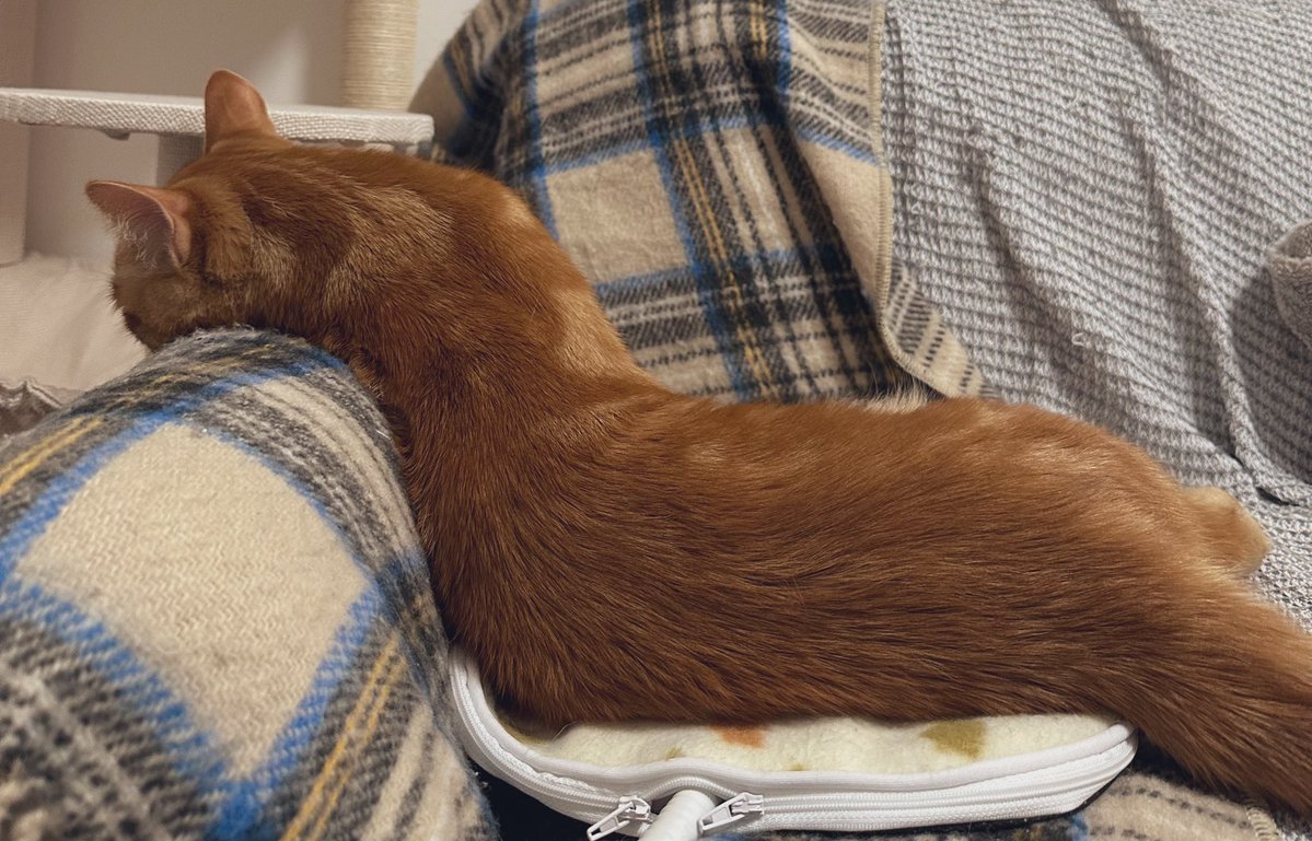 ﾊﾞｹﾓﾝ tweet media