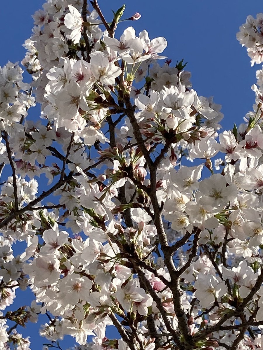 n_n_dir's tweet photo. 桜咲く 春の心は 長閑かな 
憂い忘れて 只見入りけり

多分今日が満開の日
遠目にはポップコーンみたいに桜咲いてた https://t.co/hAD5hEsKZy