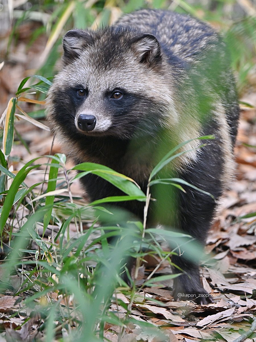 池ぽん(´･ω･｀) tweet media