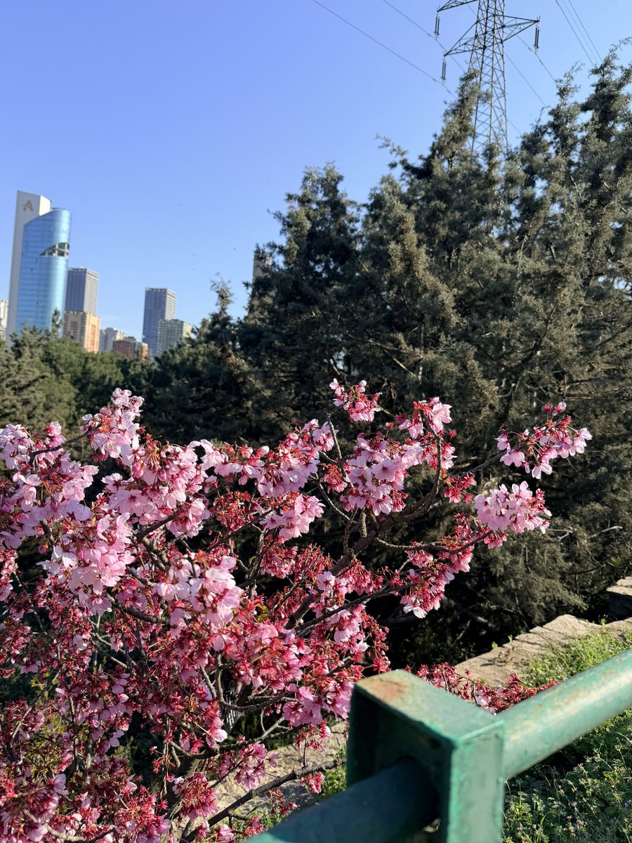 Samet Meletli tweet media