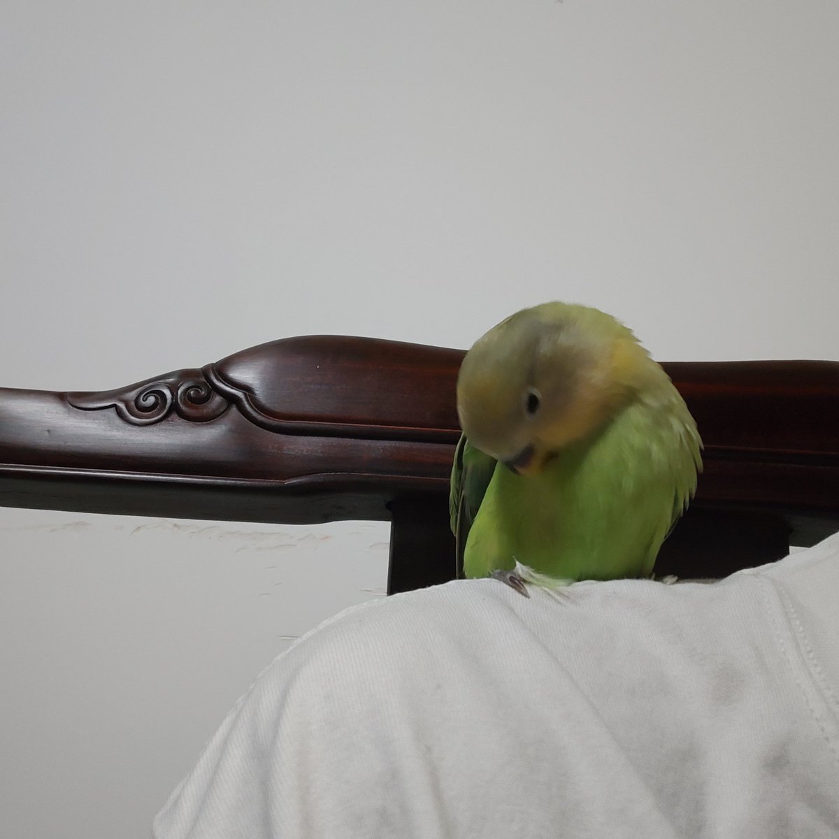 不必在意 tweet media