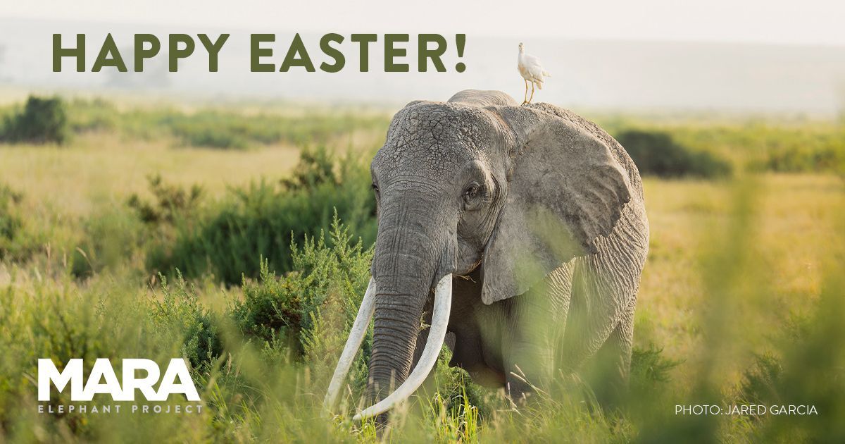 Mara Elephant Project tweet media
