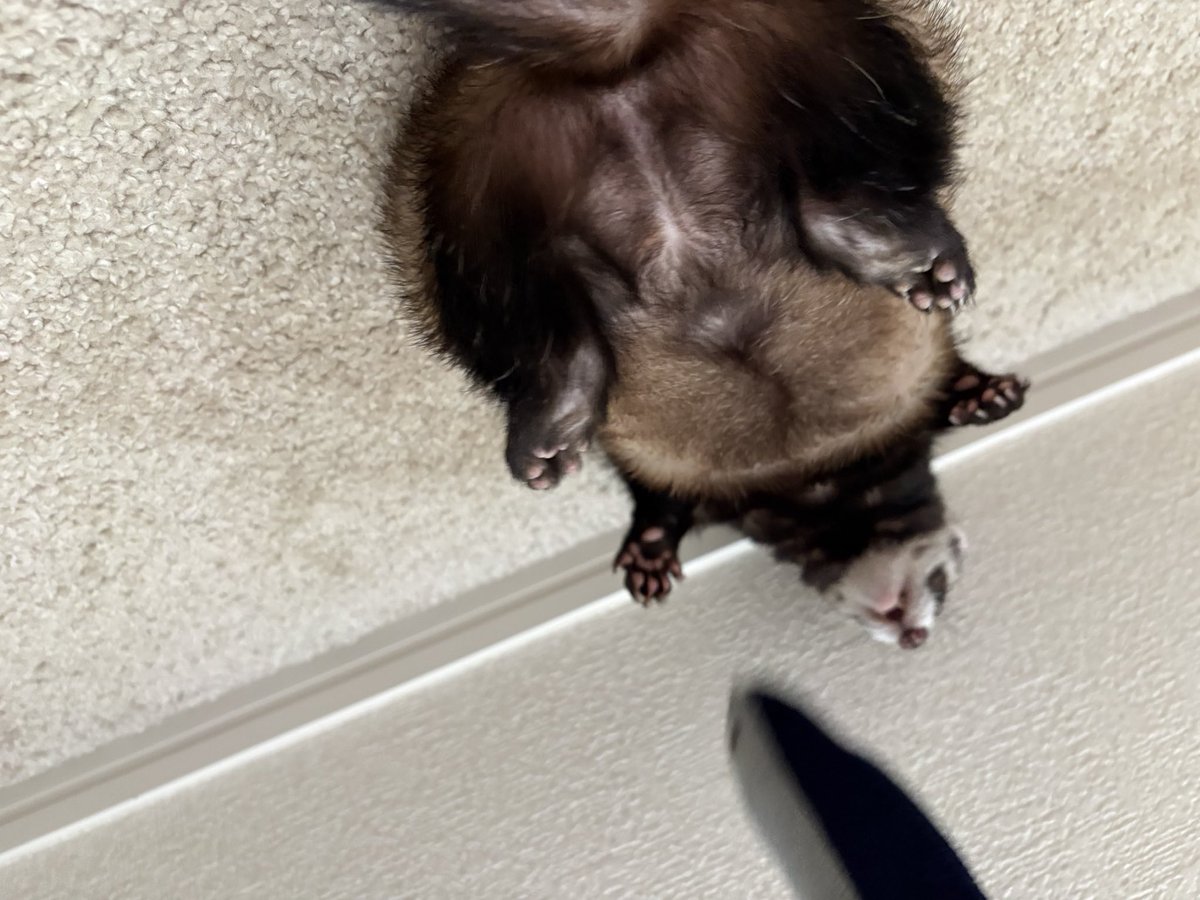 Stuck my chud ferret to the roof with glues