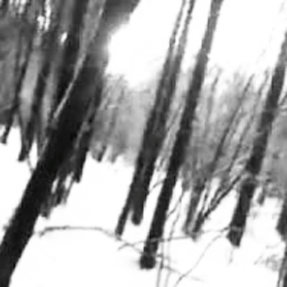 Magnolia tweet media