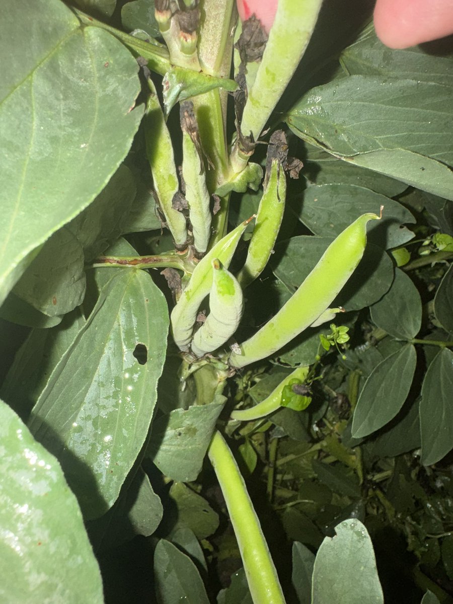 Fatih Çolak tweet media