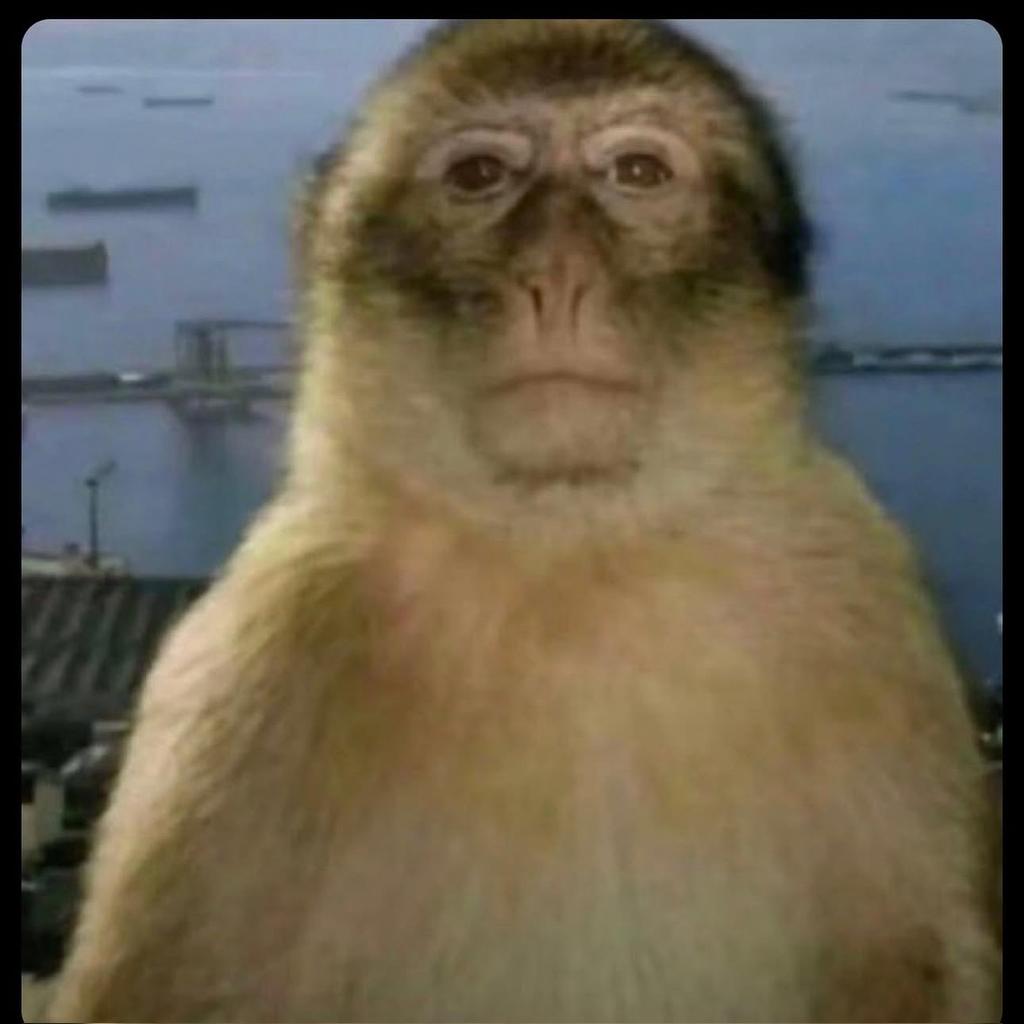 باسل tweet media