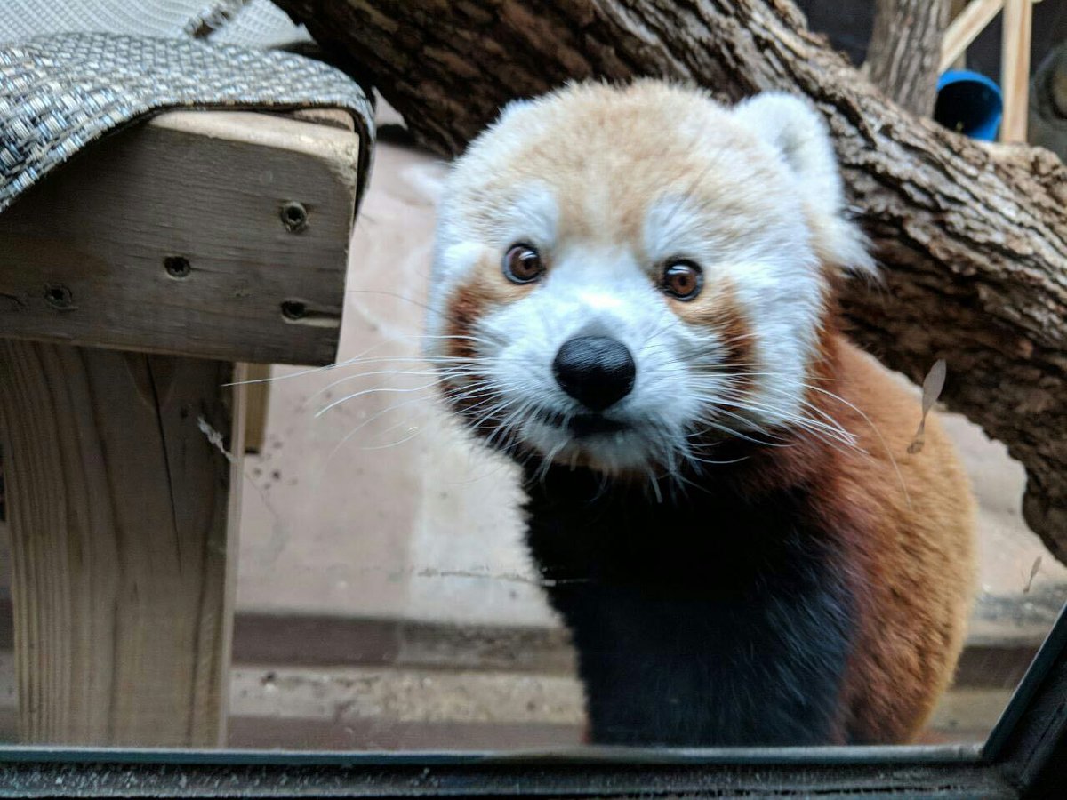 Hourly Wah (Red Panda) tweet media
