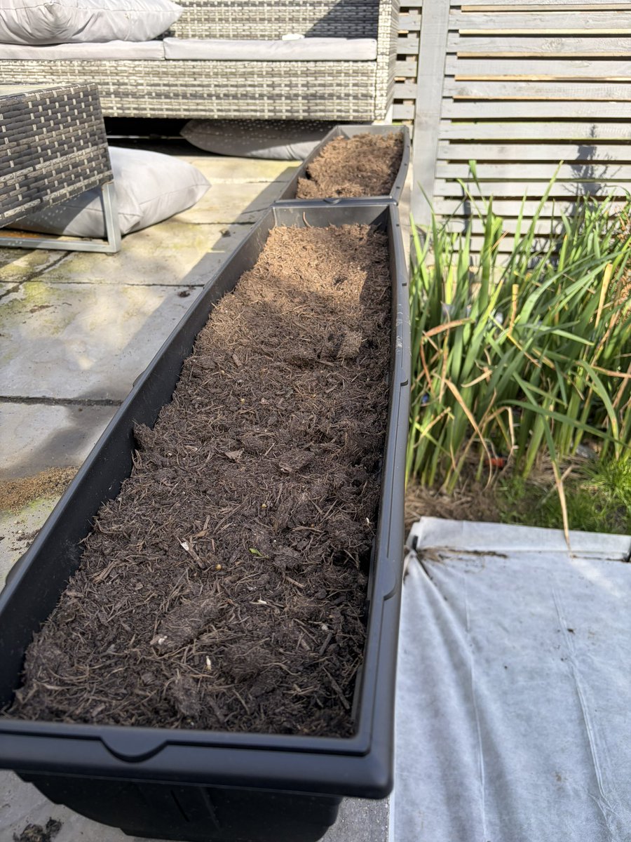 neilernest's tweet photo. @GLB_88 I’ve planted parsnips and beetroot today. Also growing wildflowers from seed. All for the 1st time. 🤞🏻

Will update you on my progress (only if it goes well 😂) https://t.co/yOYXyyDnfY