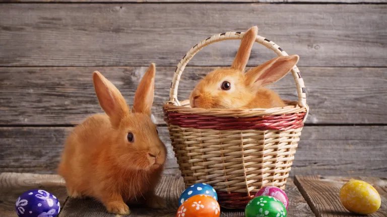 MNSteveSimon's tweet photo. Wishing everyone a Happy Easter! 🐣 https://t.co/6p6Ru8CAQT