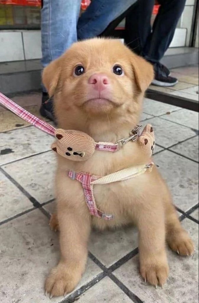 Puppies 🐶 tweet media