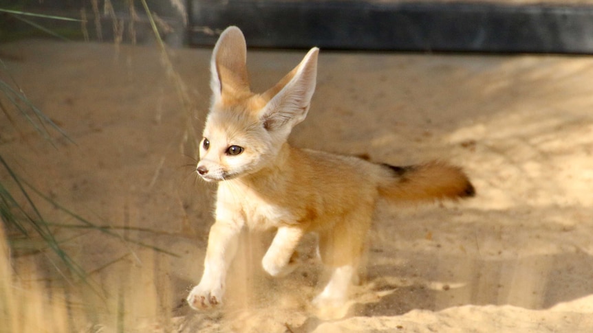 Fennec Every Hour! tweet media