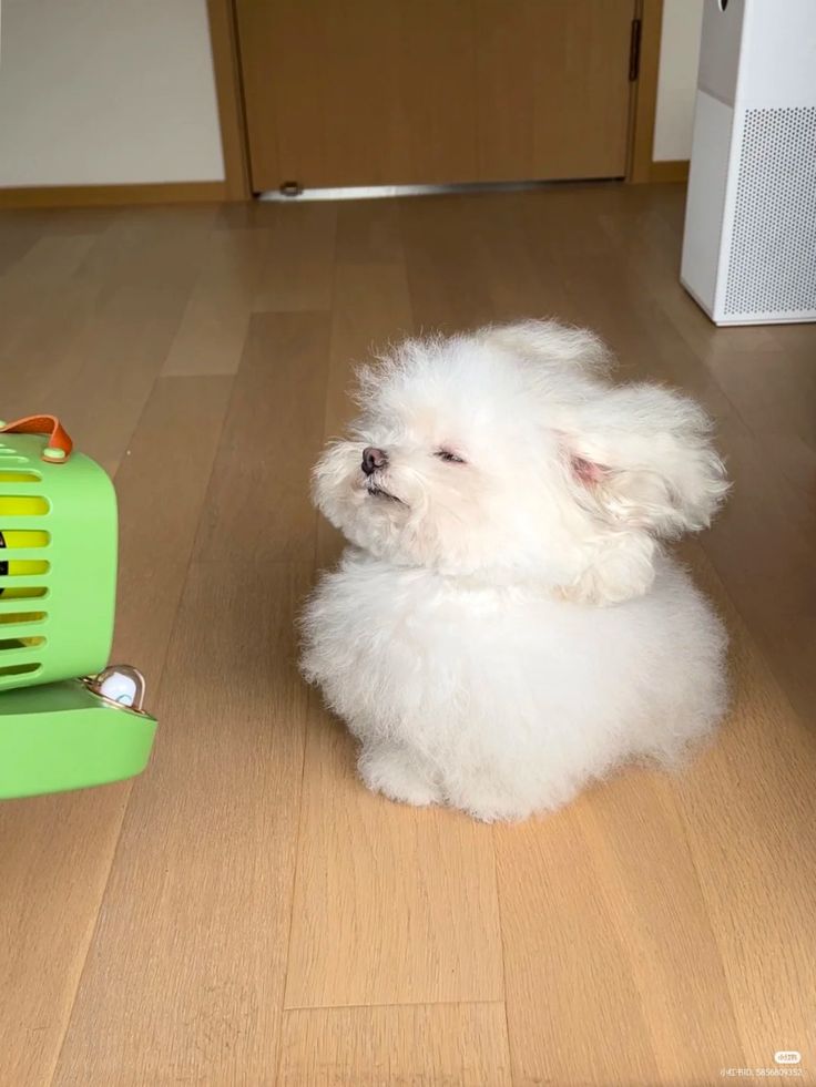 듀바바 tweet media