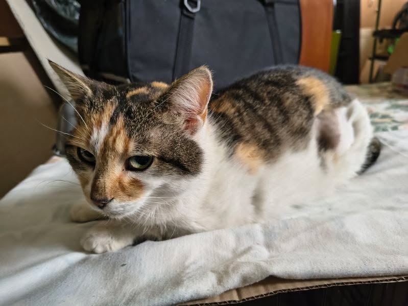 Kotkowo Pomocowo 😺 tweet media