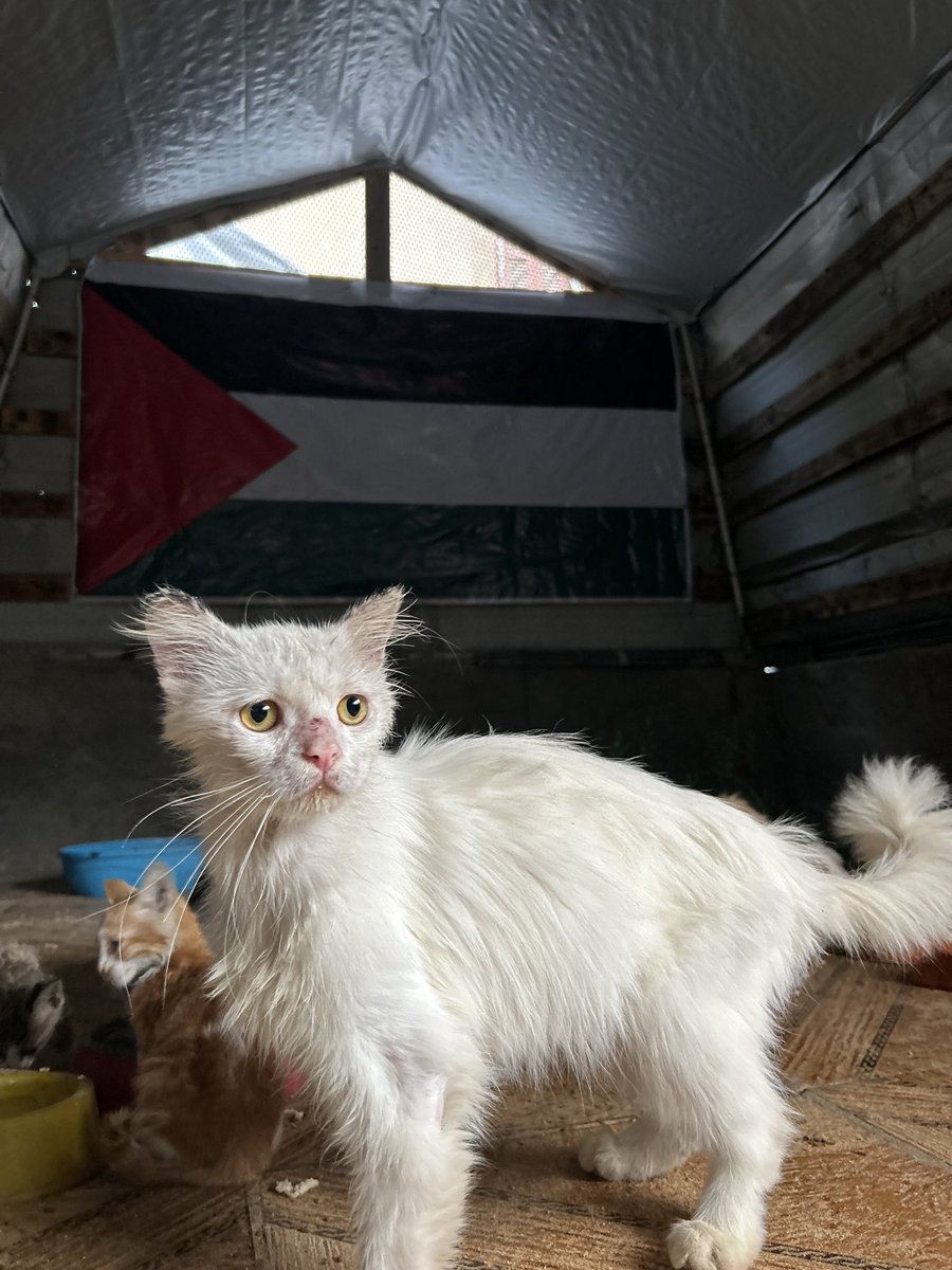 Salam animal care tweet media